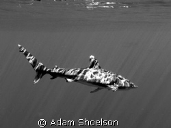 Off the coast of Hawaii we jumped in the water with a pod... by Adam Shoelson 
